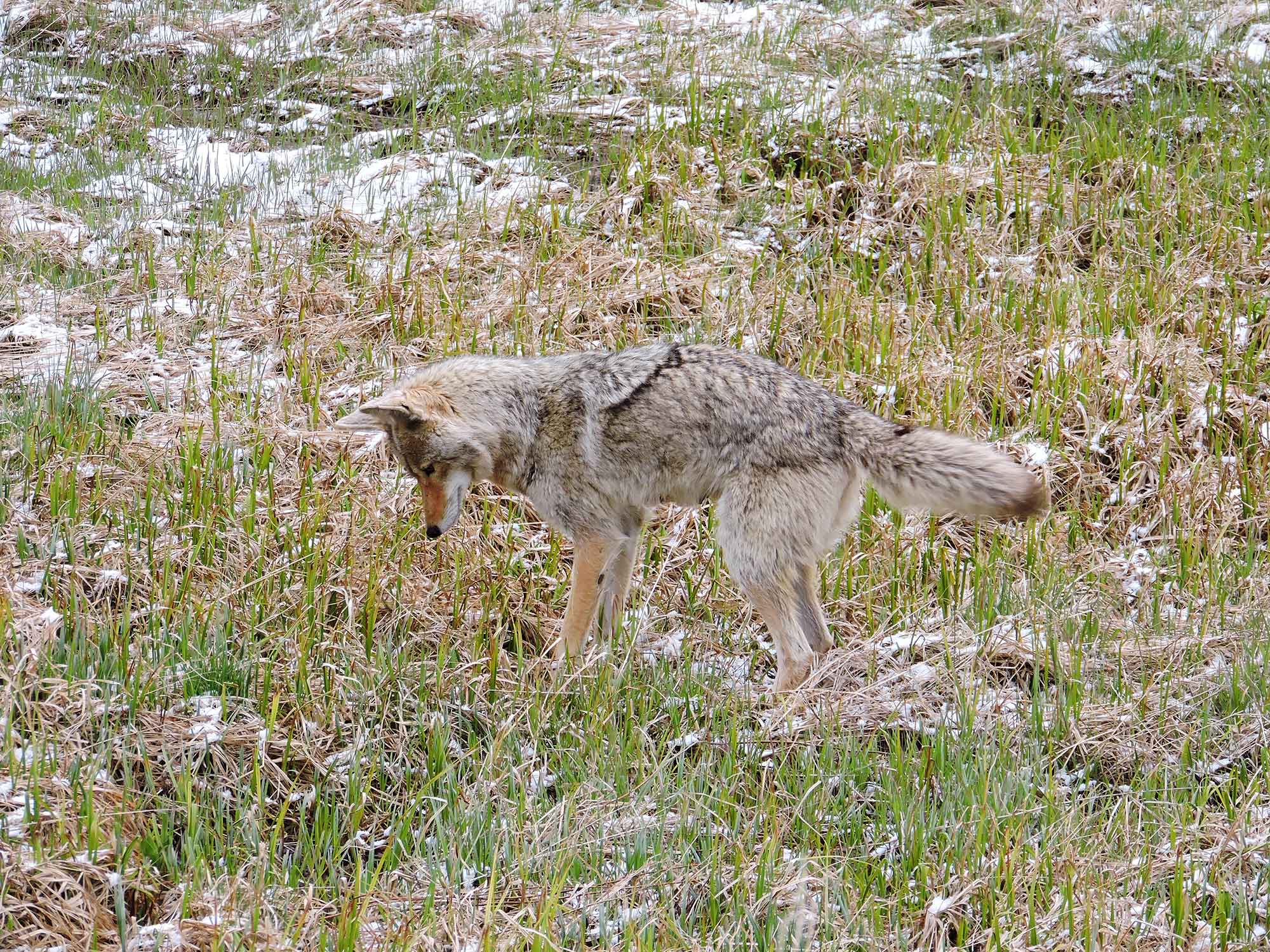 Frisky fox in Yellowstone National Park