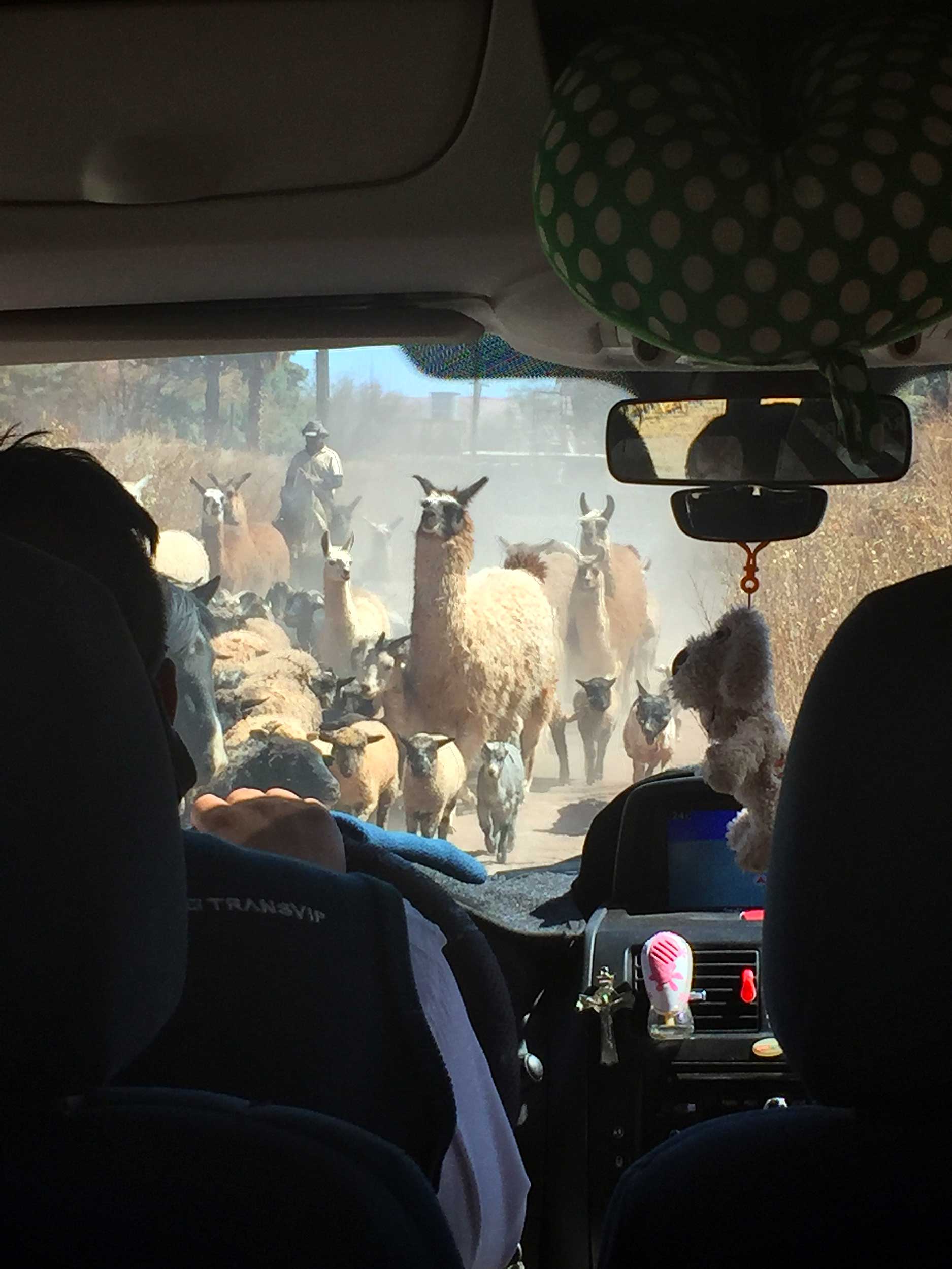 Llama traffic jam