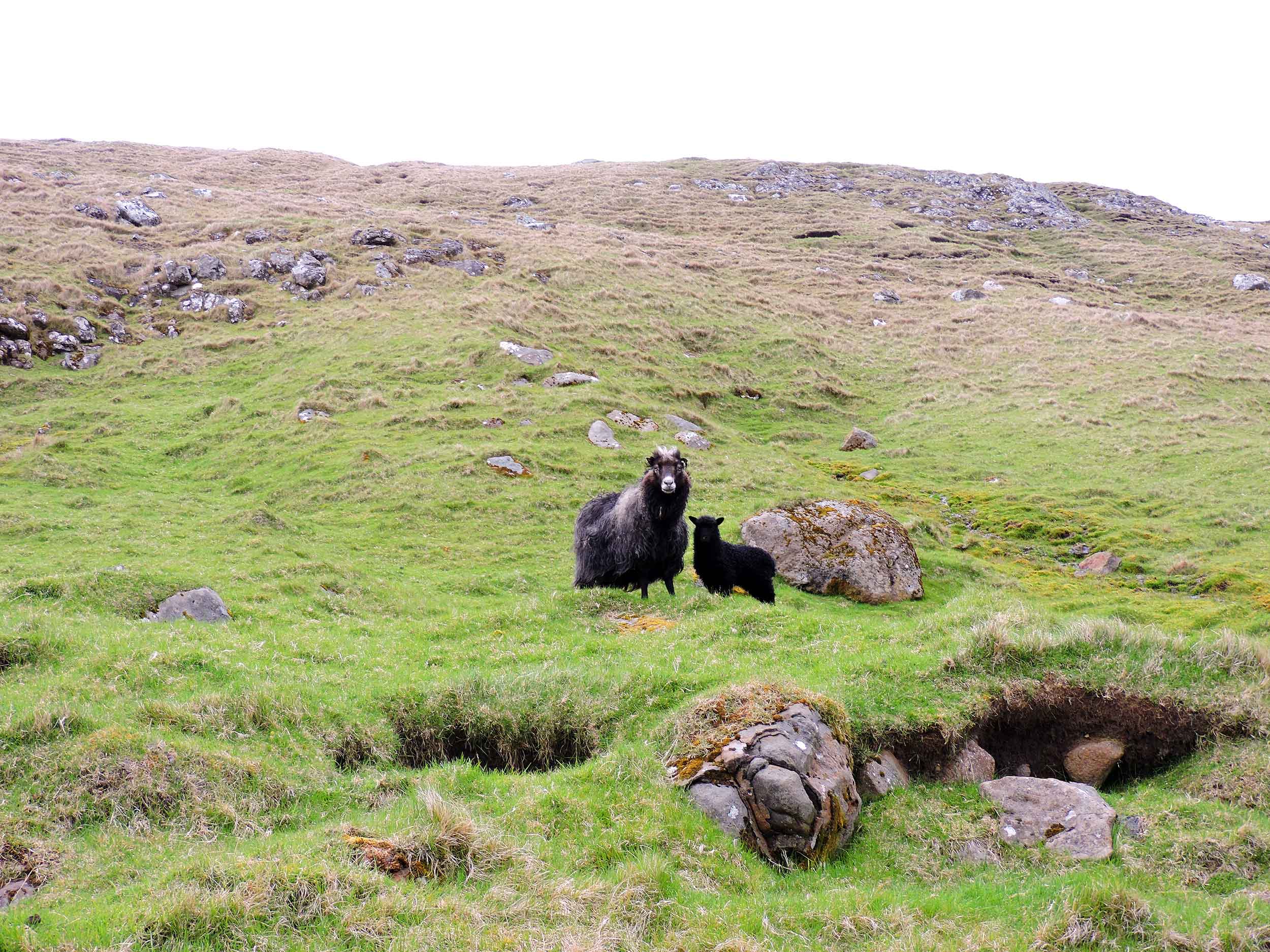 ewe and lamb in faroe islands