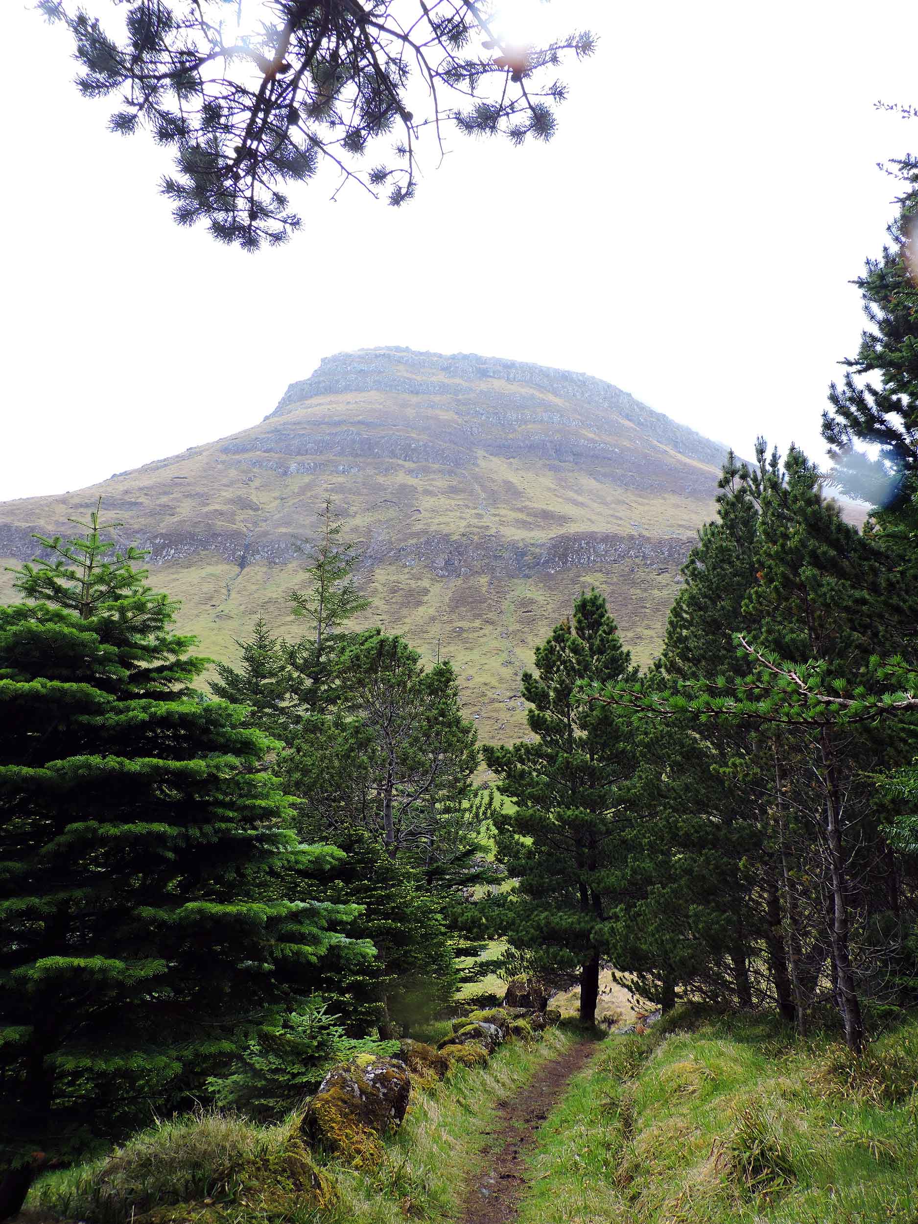 restoration forest path in the faroe islands