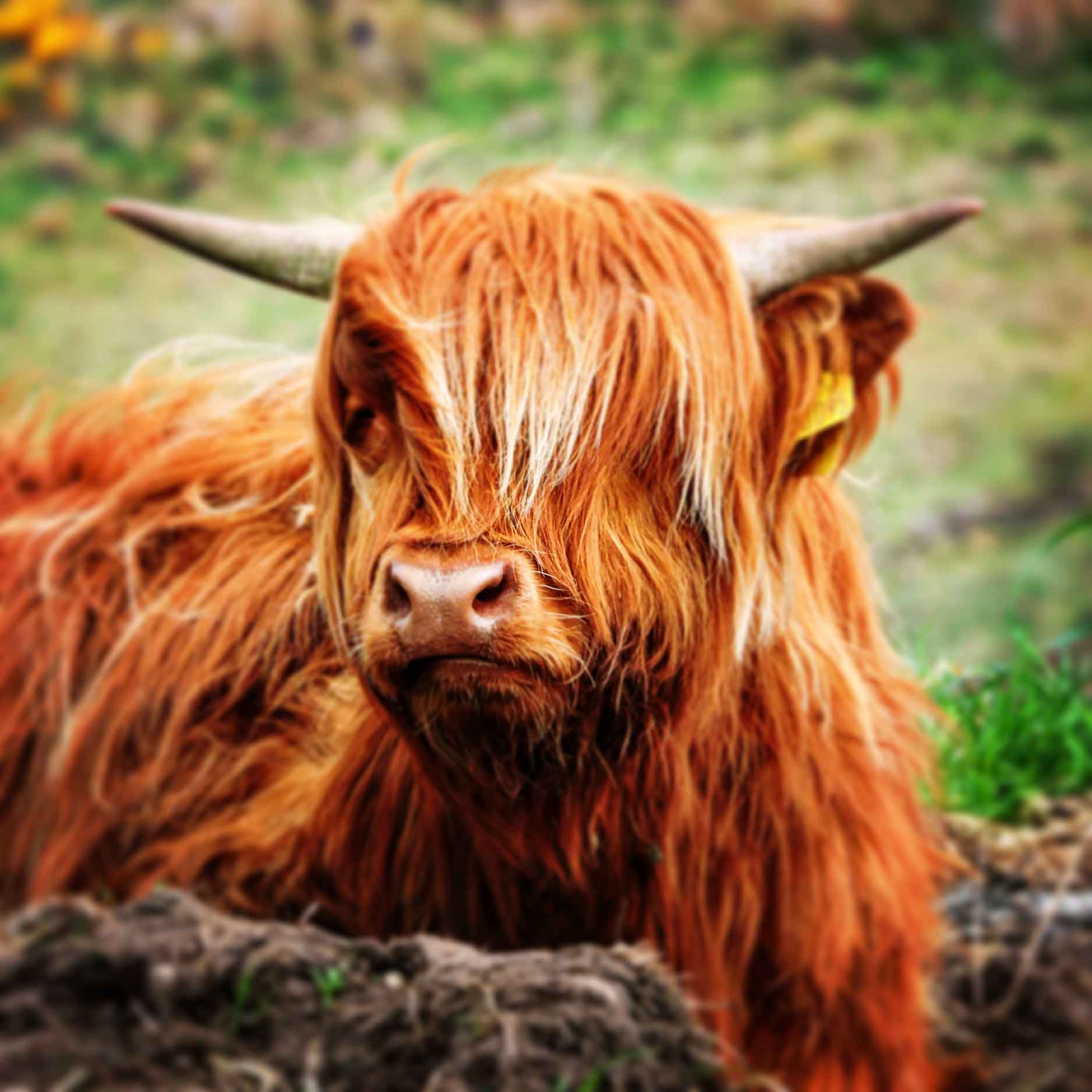highland cow portrait
