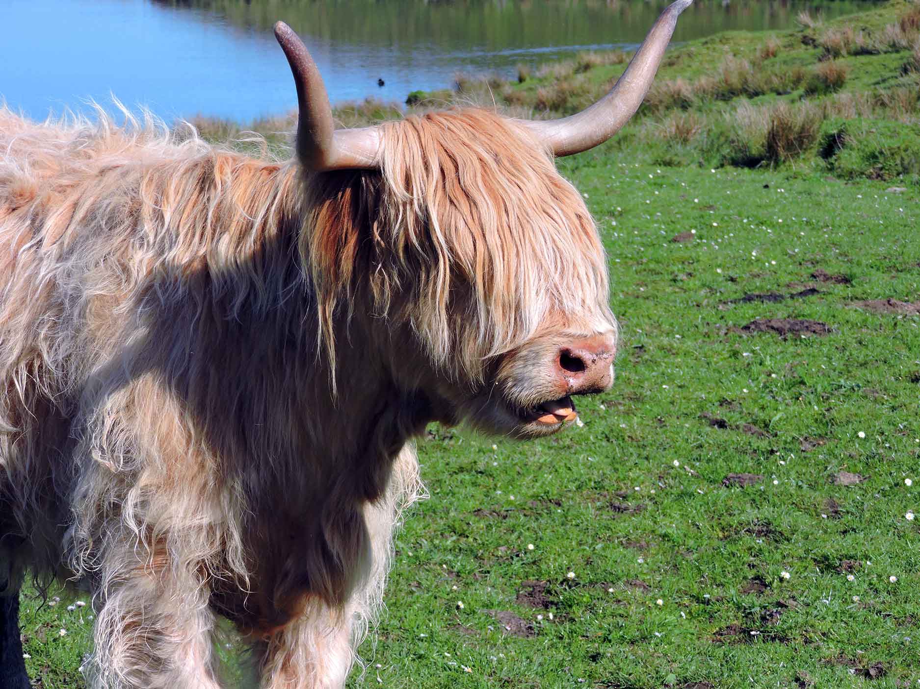highland cow in islay