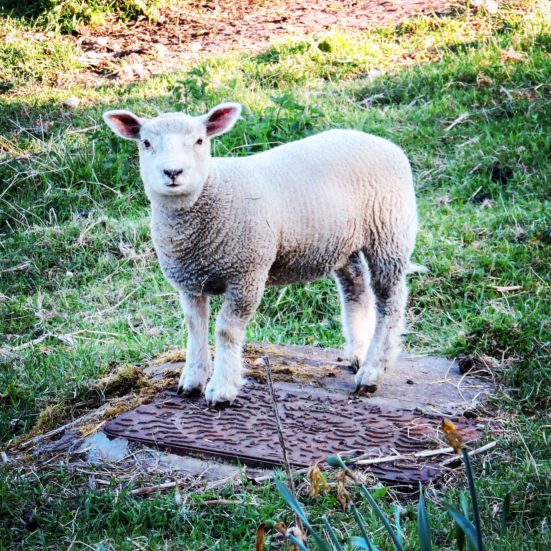 scottish spring lamb