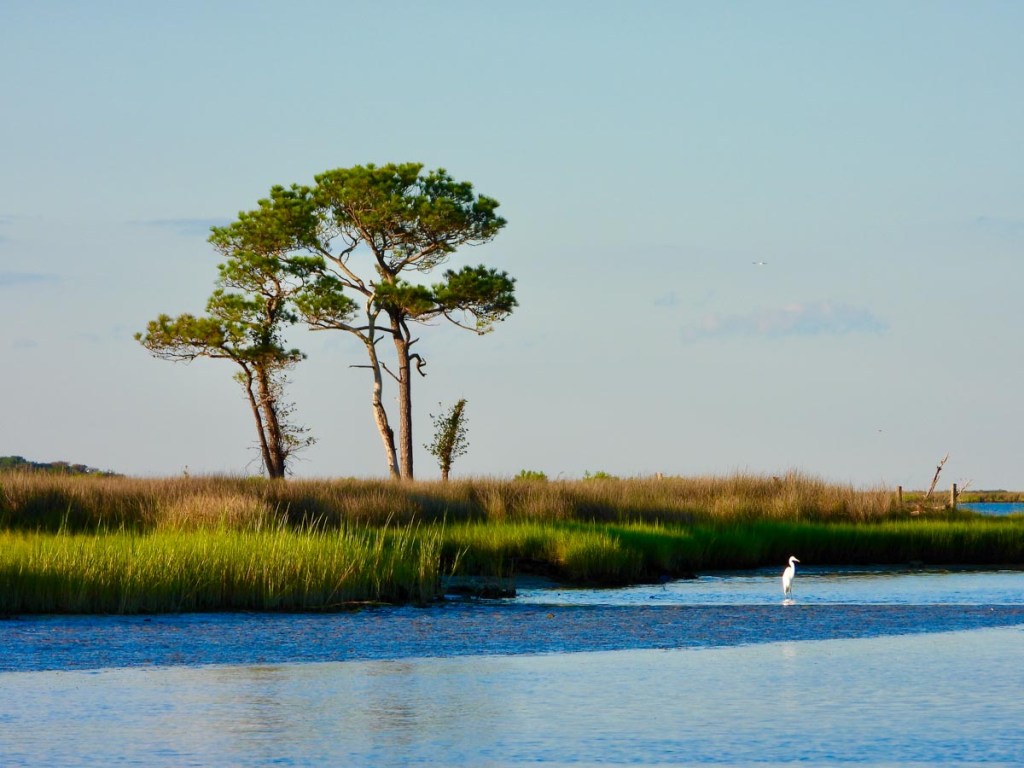 Two tall pine trees stand by a serene body of water, surrounded by marsh grass under a clear blue sky. A white egret wades in the shallow water, adding a peaceful element to the natural landscape.