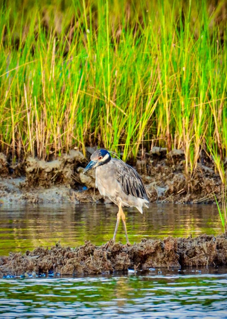 A yellow-crowned night heron walks along the muddy edge of a marsh, surrounded by tall green grasses. The bird's distinct markings and cautious posture are highlighted against the natural background, capturing a moment of quiet observation in its habitat.