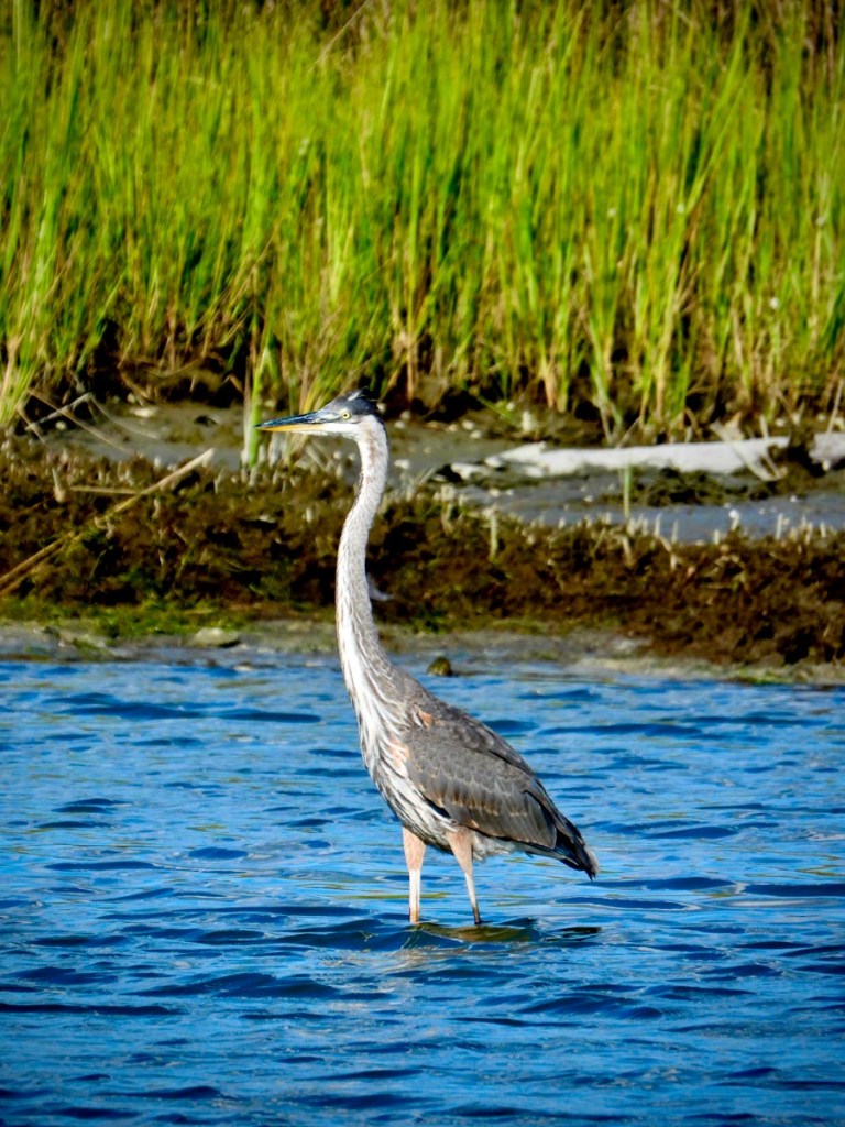 A great blue heron stands majestically in shallow water, surrounded by the tall green grasses of a marsh. The bird's striking gray and blue feathers contrast with the vibrant natural background, creating a serene and captivating wildlife scene.