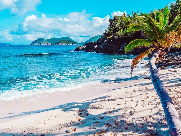 Palm tree on a beach in St. John, US Virgin Islands, one of the top Caribbean islands to visit