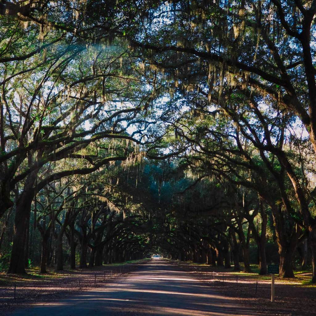 Wormsloe Plantation, one of many amazing things to do in Savannah, Georgia
