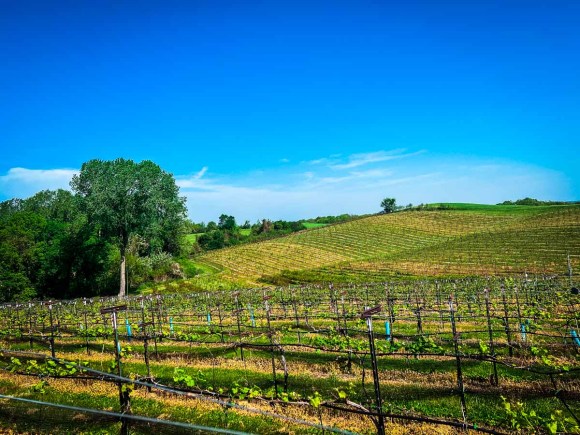 Missouri wine Terravox vines