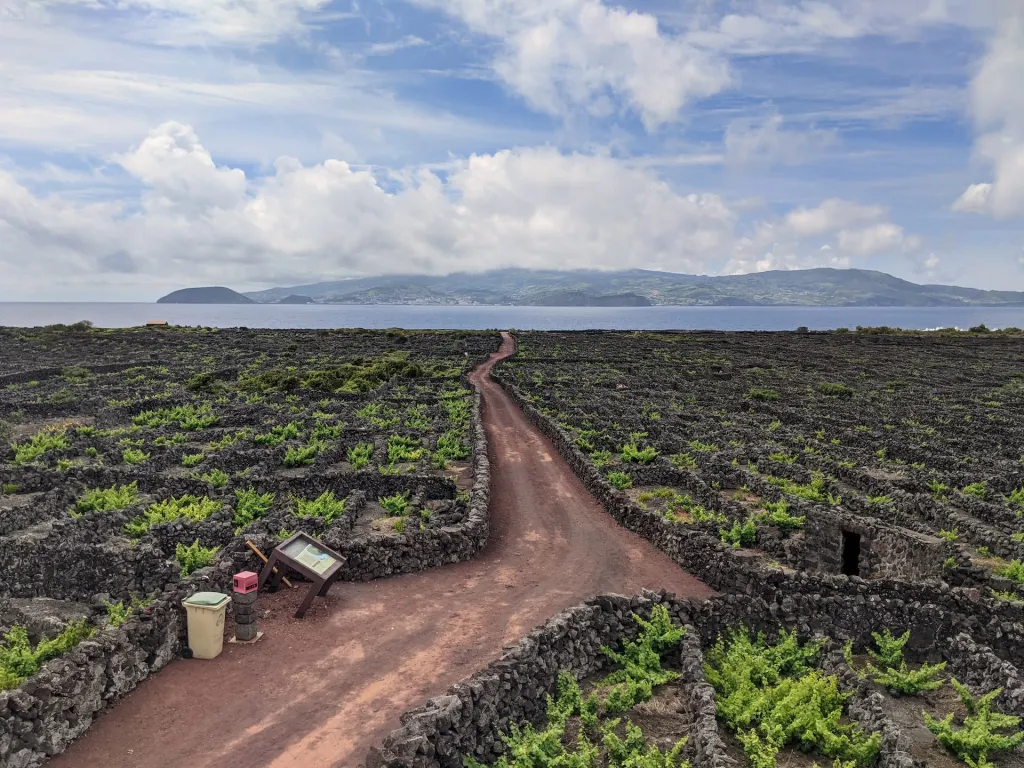pico island vineyard azores