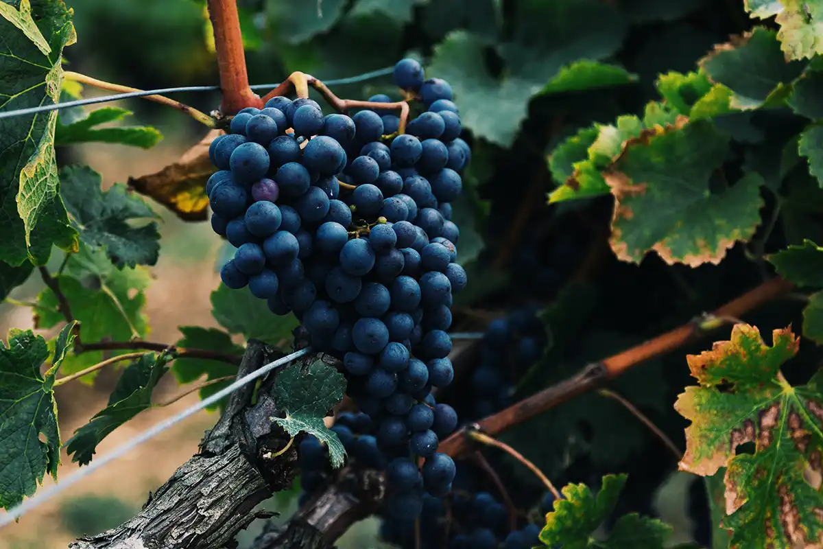 7 Delicious Avignon Wine Tours That Are Worth the Trip