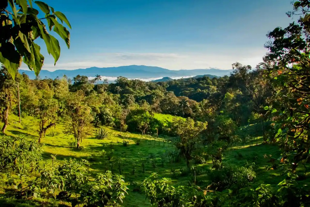 Lush green landscape of Mindo, Ecuador, featuring dense cloud forest vegetation, rolling hills, scattered trees, and distant mountain ranges under a clear blue sky.