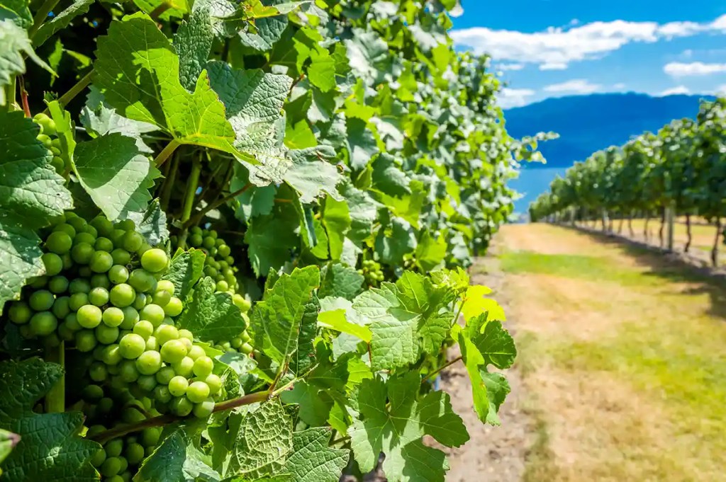 Close up of green grape clusters hanging from a vine with broad sunlit leaves in a vineyard. Neatly lined rows of grapevines stretch into the distance with mountains and a bright blue sky in the background, highlighting the setting where the grapes are grown.