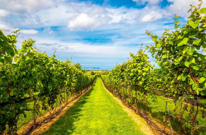 Lush green vineyard rows stretch into the distance with a neatly trimmed grass path running down the center. The grapevines are thick with leaves under a bright blue sky with scattered clouds creating a peaceful countryside scene.
