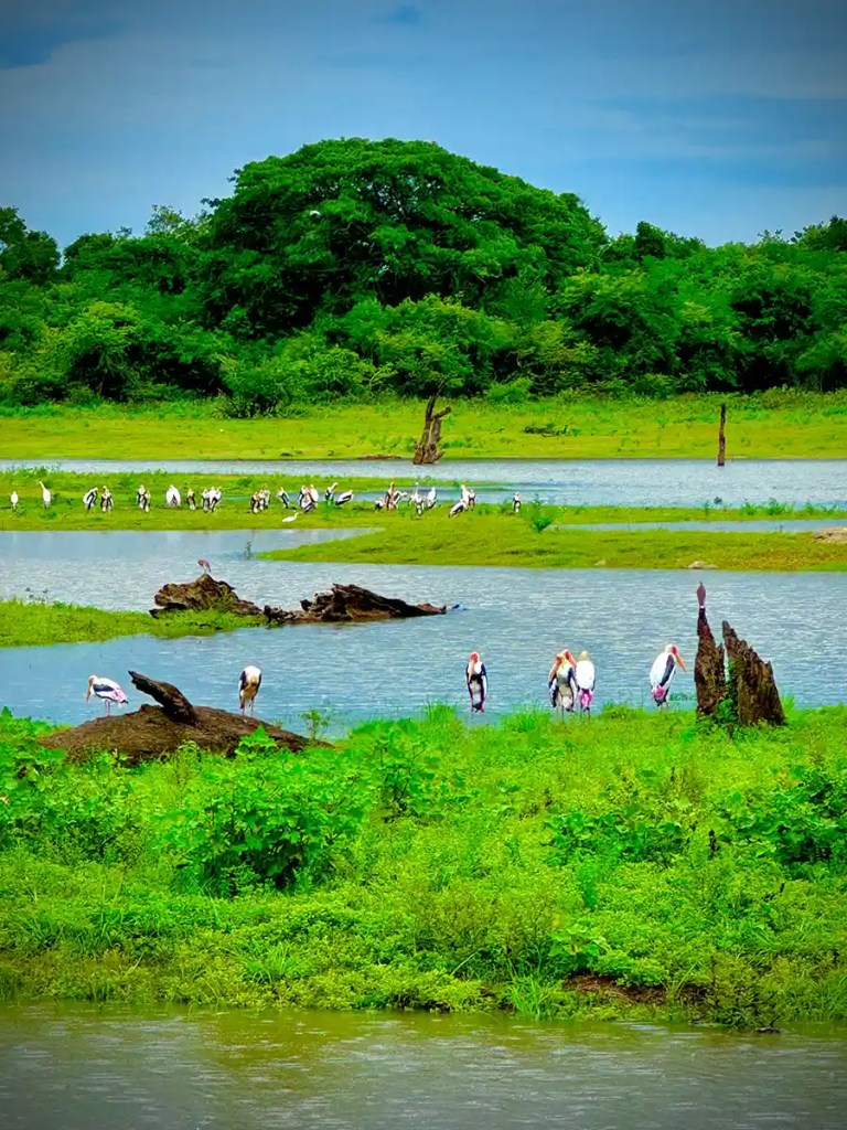 Lush green wetlands with shallow river channels winding through grassy banks and dense trees in the background. A flock of white storks with pink accents stands along the water’s edge and on small patches of land. The peaceful wildlife scene highlights the natural beauty of a tropical river habitat.